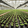 Folie agrotextil,antiburuieni,filtru UV,   1,1x50m